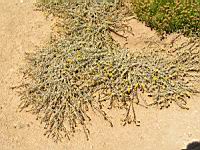 Helicrysum argyrophyllum (en Corse) (01) (Photo F. Mrugala)